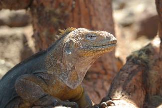 Den store landleguan